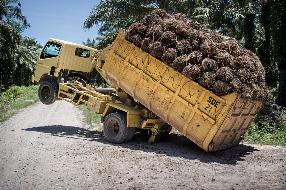 Geschäft mit Schräglage: Ein Lkw in Sumatra verlädt Palmfrüchte, aus denen Öl gewonnen wird
