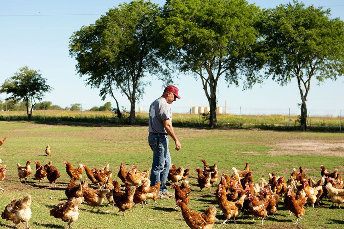 Hühner auf Browns Farm