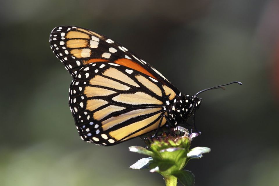 imago0061304592h(1)