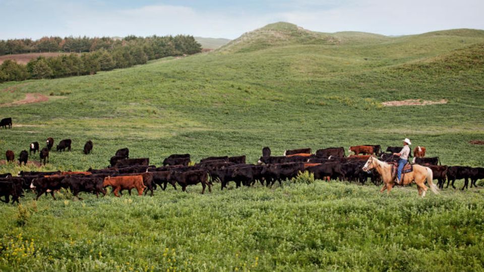 Die Morgan Ranch bei Burwell im US-Bundesstaat Nebraska ist spezialisiert auf schwarze Wagyu-Rinder. Hier werden sie zusammengetrieben