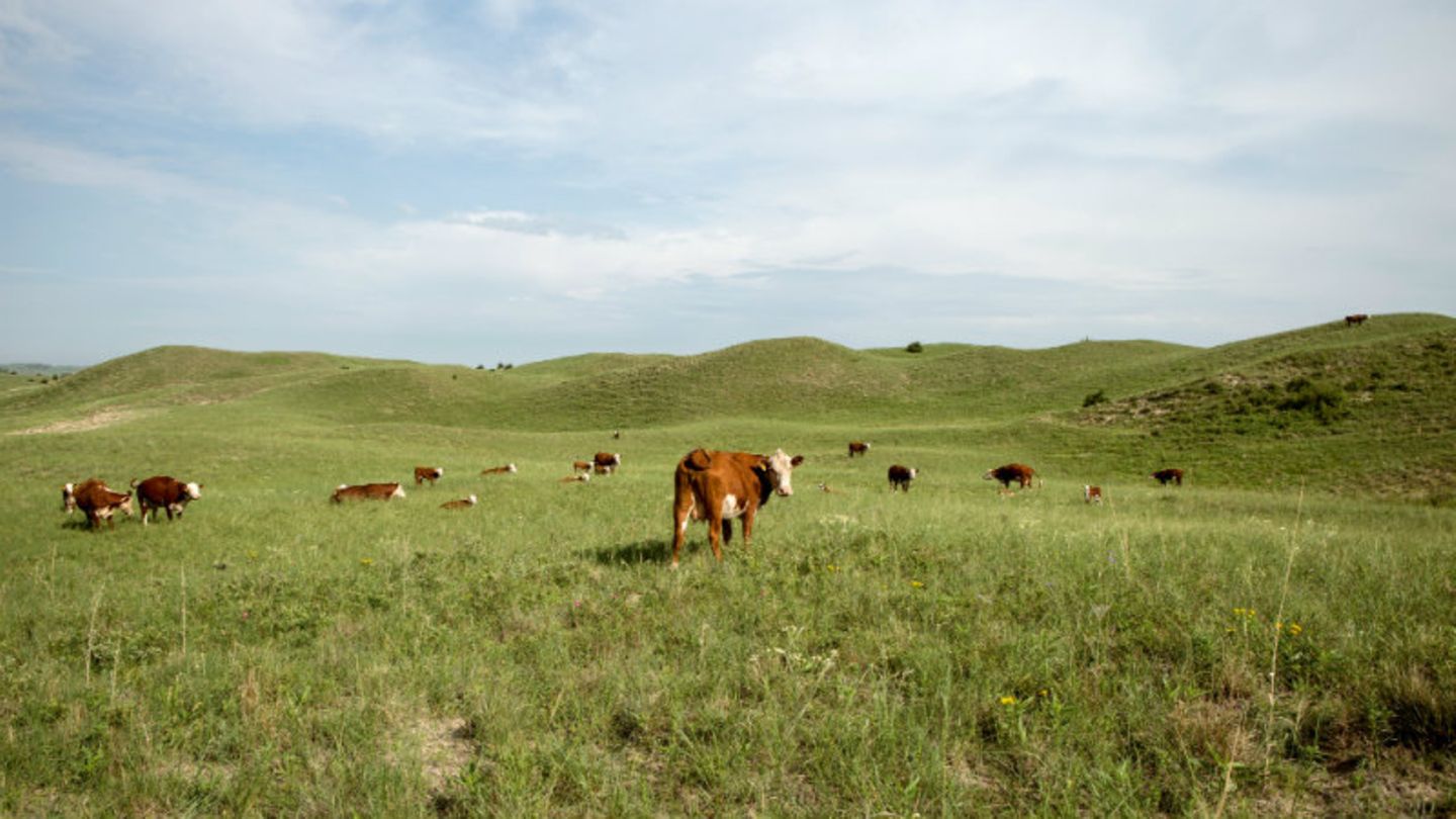 Rinder aus Nebraska stehen nur auf der Weide, die letzten Monate verbringen sie auf dem Mastplatz. Wenn sie nach Europa sollen, darf das Fleisch keine künstlichen Hormone enthalten