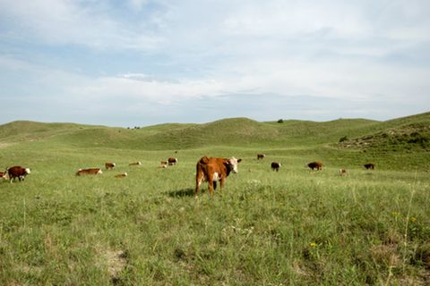 Rinder aus Nebraska stehen nur auf der Weide, die letzten Monate verbringen sie auf dem Mastplatz. Wenn sie nach Europa sollen, darf das Fleisch keine künstlichen Hormone enthalten
