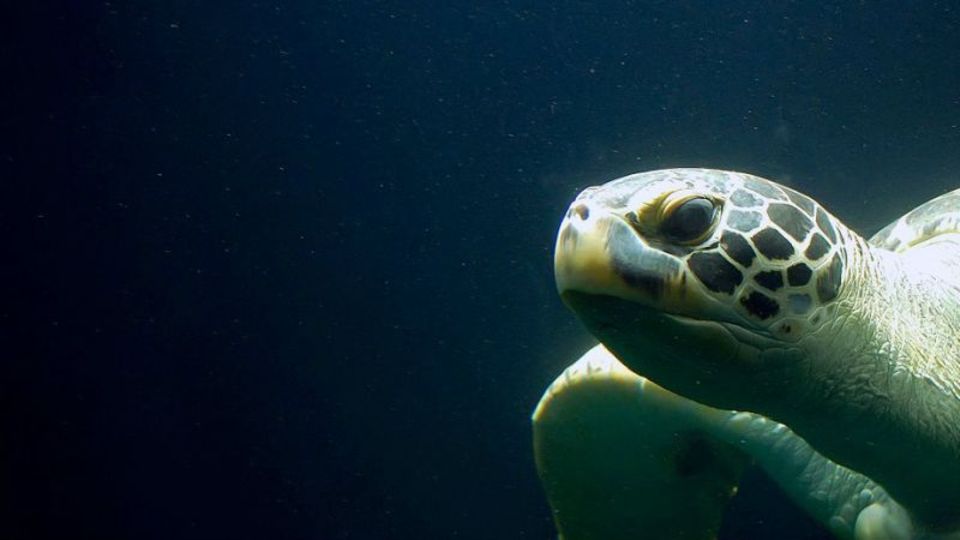 Schildkröten gibt es seit Urzeiten auf der Erde. Wie lange werden die Banken existieren