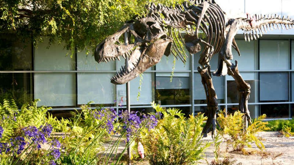 Silicon Wahnsinn: Tyrannosaurus-Skelett im Garten der Google-Zentrale in Mountain View - Foto: Google