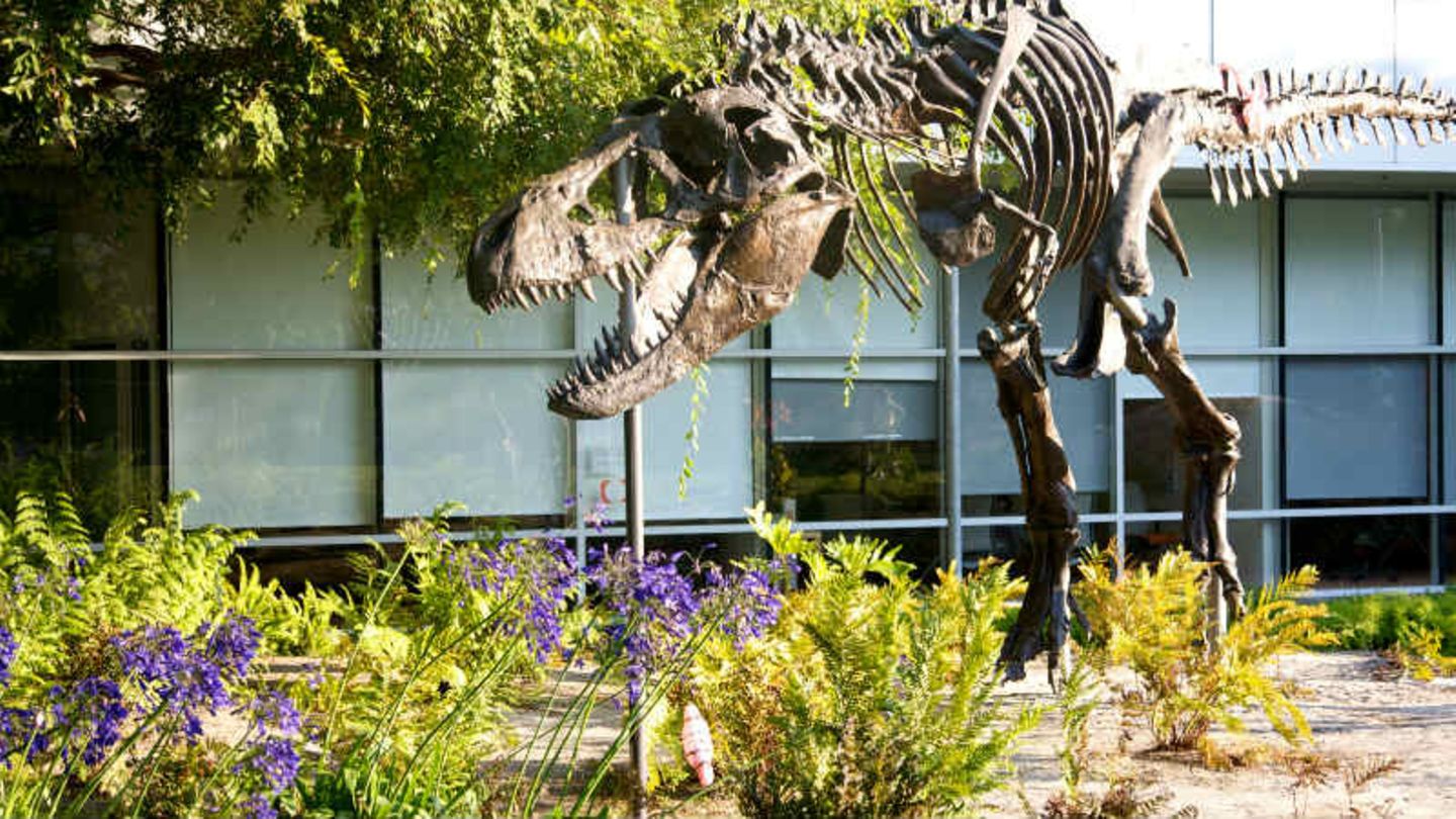 Silicon Wahnsinn: Tyrannosaurus-Skelett im Garten der Google-Zentrale in Mountain View