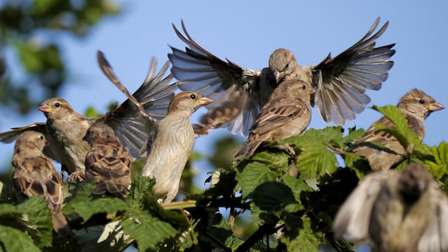 Die Spatzensteuer sollte helfen, die Vogelplage einzudämmen