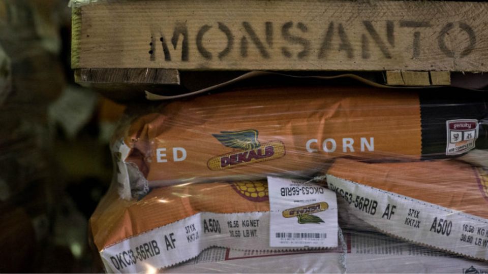 Monsanto ist weltweit führend bei Saatgut - aber der Konzern ist auch umstritten - Foto: Getty Images