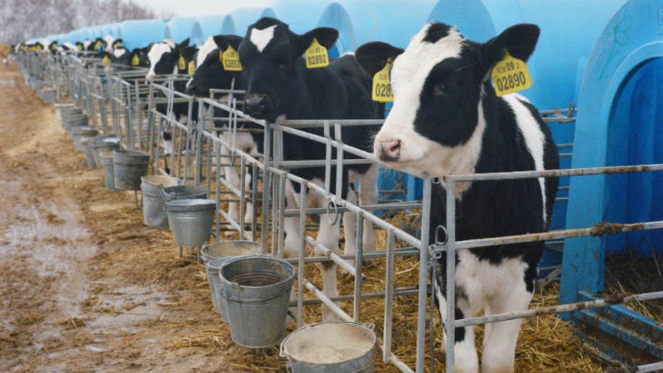 Ekoniva-Kälber vor ihren Ruhehütten aus Plastik