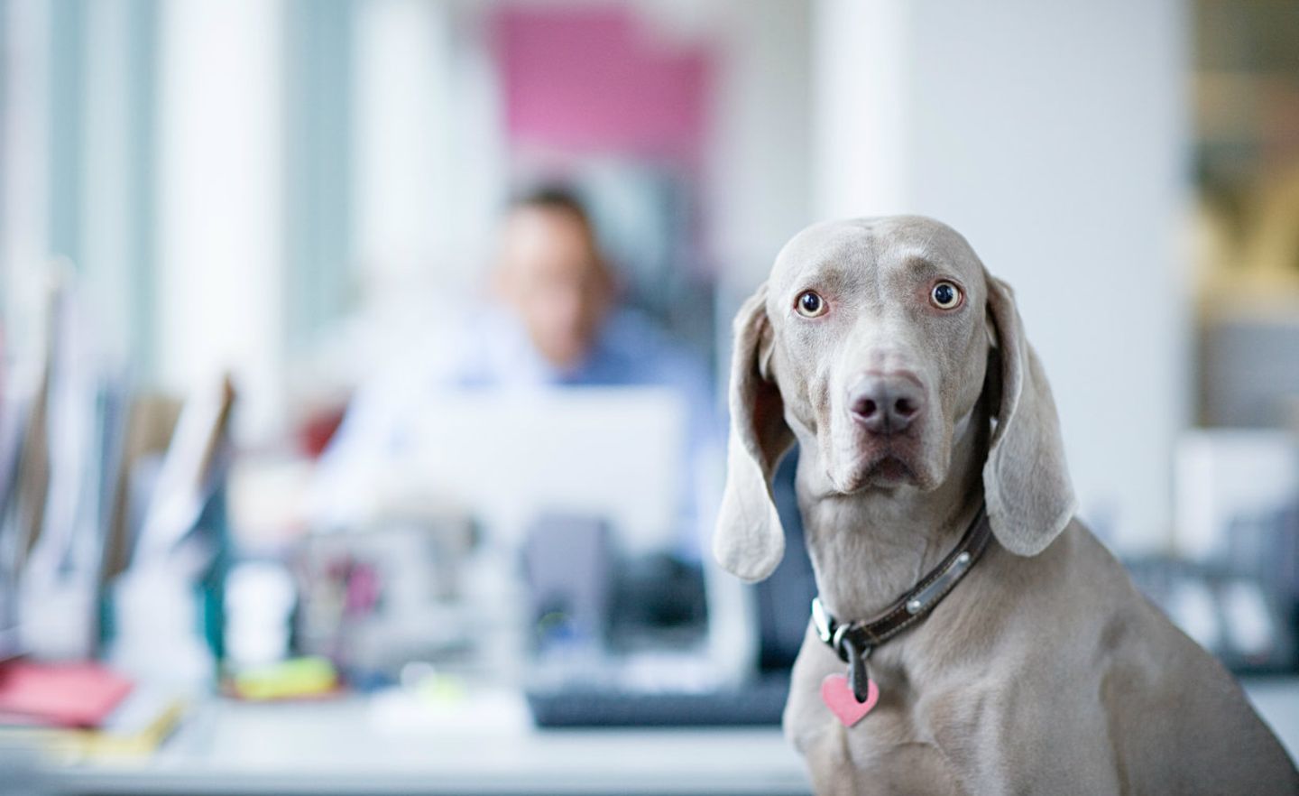 Hunde im Büro senken das Stresslevel. Doch es gibt auch andere Wege die Stimmung im Office zu verbessern.