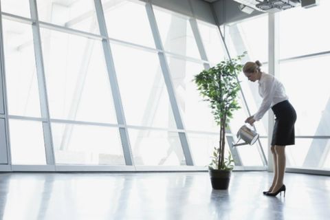 Das Pflänzchen der Nachhaltigkeitsfonds wird immer größer
