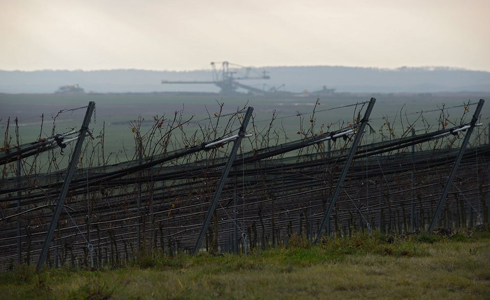 In einem Teilbereich des renaturierten Tagebaugelände Welzow-Süd wächst heute Wein. Über die Haftung für die Folgekosten des Bergbaus gibt es Streit