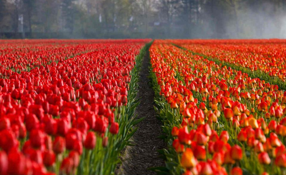 Ein kleines Land aber eine große Handelsnation sind die Niederlande. Unser Nachbarland exportierte 2017 Waren im Wert von 526,4 Mrd. Dollar. Trotz des hohen Ausfuhrvolumens wiesen die Niederlande ein Handelsbilanzdefizit aus. Größten Anteil an den Exporten hat raffiniertes Erdöl. Weltmeister sind die Niederlande bei der Ausfuhr von Schnittblumen mit einem weltweiten Exportanteil von 52 Prozent.