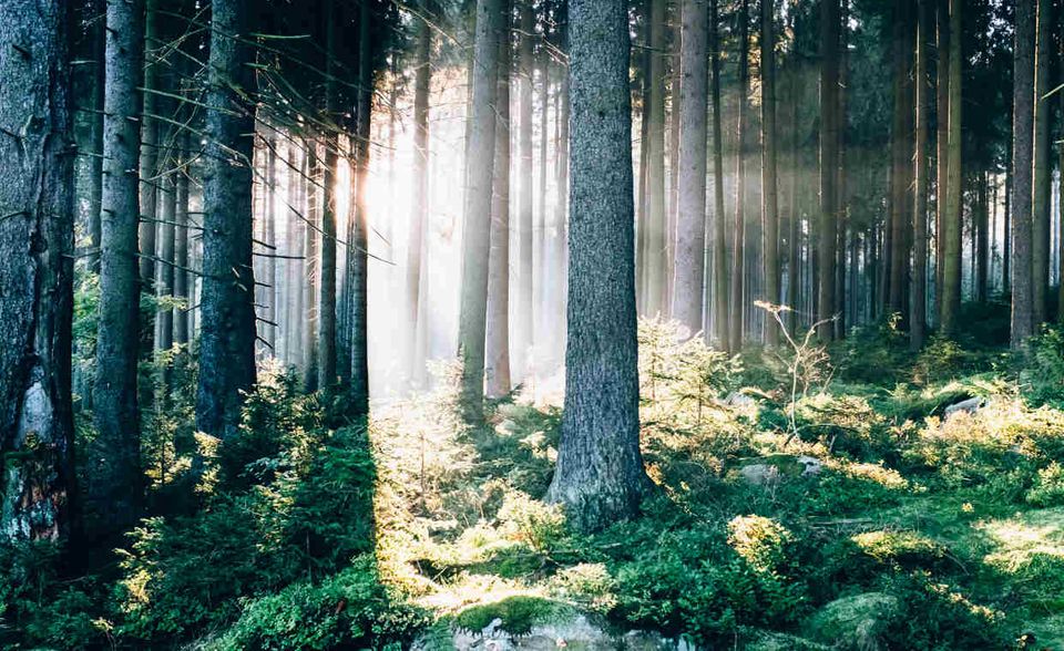 #2: Harz. Im Winter romantische Gipfellandschaft voll Schnee, im Sommer mythischer Bergwald, das ist der Harz in der Mitte Deutschlands. Hier kann man auf den höchsten Berg Norddeutschlands steigen, den Brocken, durch die stillen Täler wandern und durch Städtchen mit Fachwerkarchitektur flanieren.
