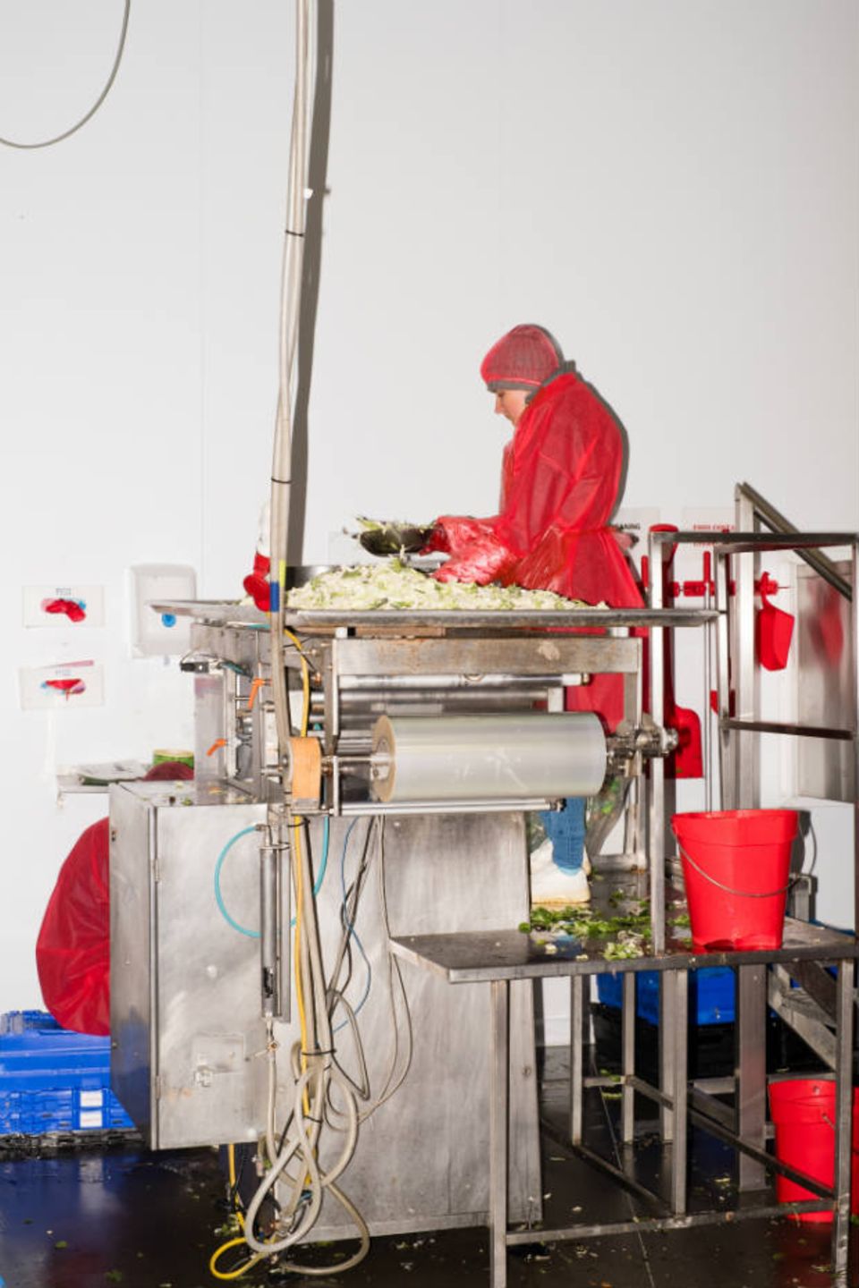 In der Salatfabrik Willowbrook Foods besteht die Belegschaft zu drei Vierteln aus EU-Ausländern: Polen, Balten, Rumänen, Bulgaren.