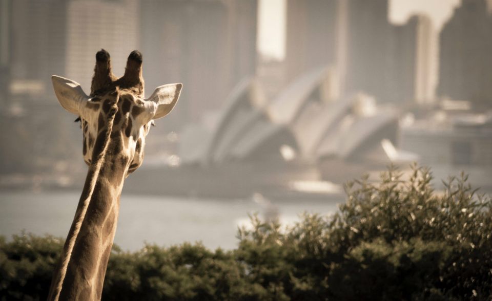 Sydney verpasste auch in diesem Jahr knapp den Sprung aufs Treppchen. Die Bilanz kann sich aber weiterhin sehen lassen. Ein Paar mit gemeinsamer Wohnung freut sich über 2887 US-Dollar verfügbares Einkommen pro Monat. Das bedeutete ein Plus von neun Prozent.