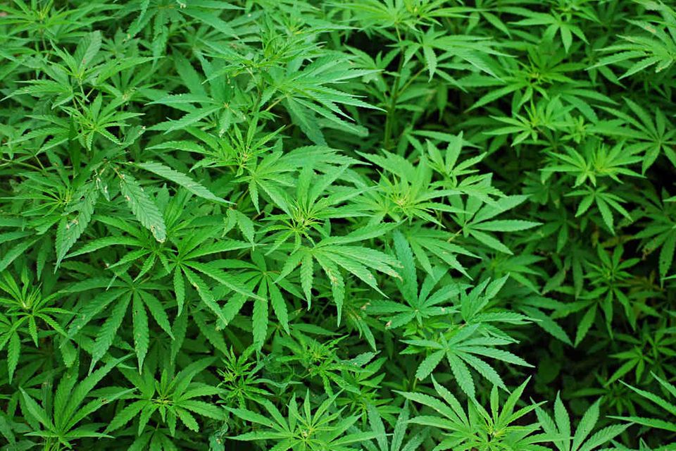 Cannabis-Pflanze