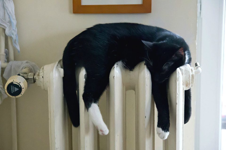 Im Winter haben es auch Katzen gerne warm