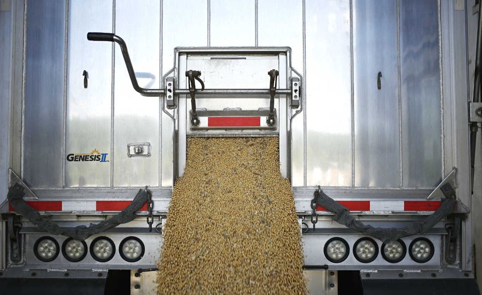 Ein Laster entlädt Sojabohnen in Ohio. Wegen der chinesischen Gegenzölle müssen US-Produzenten neue Abnehmer für ihre Ernte finden