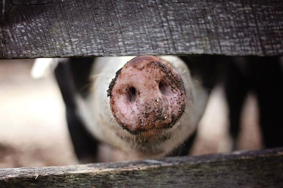 Stellt die Feinstaubbelastung durch die Massentierhaltung eine Gesundheitsgefahr dar?