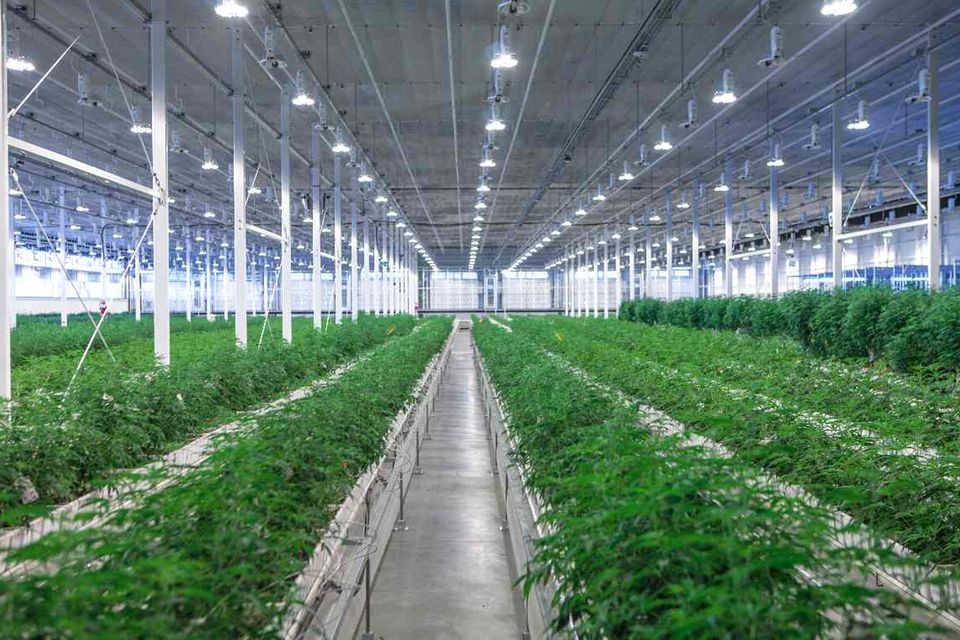 Cannabis-Anlage des kanadischen Unternehmens Aurora Cannabis