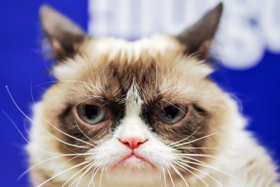 Der Internet-Star Grumpy Cat stirbt im Alter von sieben Jahren.