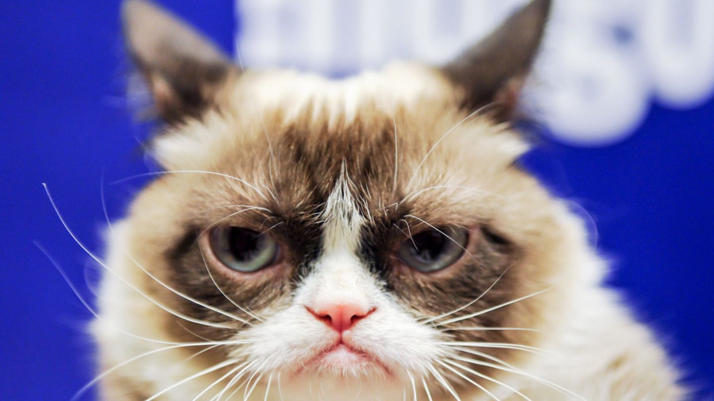 Internet Stars Die Ökonomie von Grumpy Cat   Capital.de