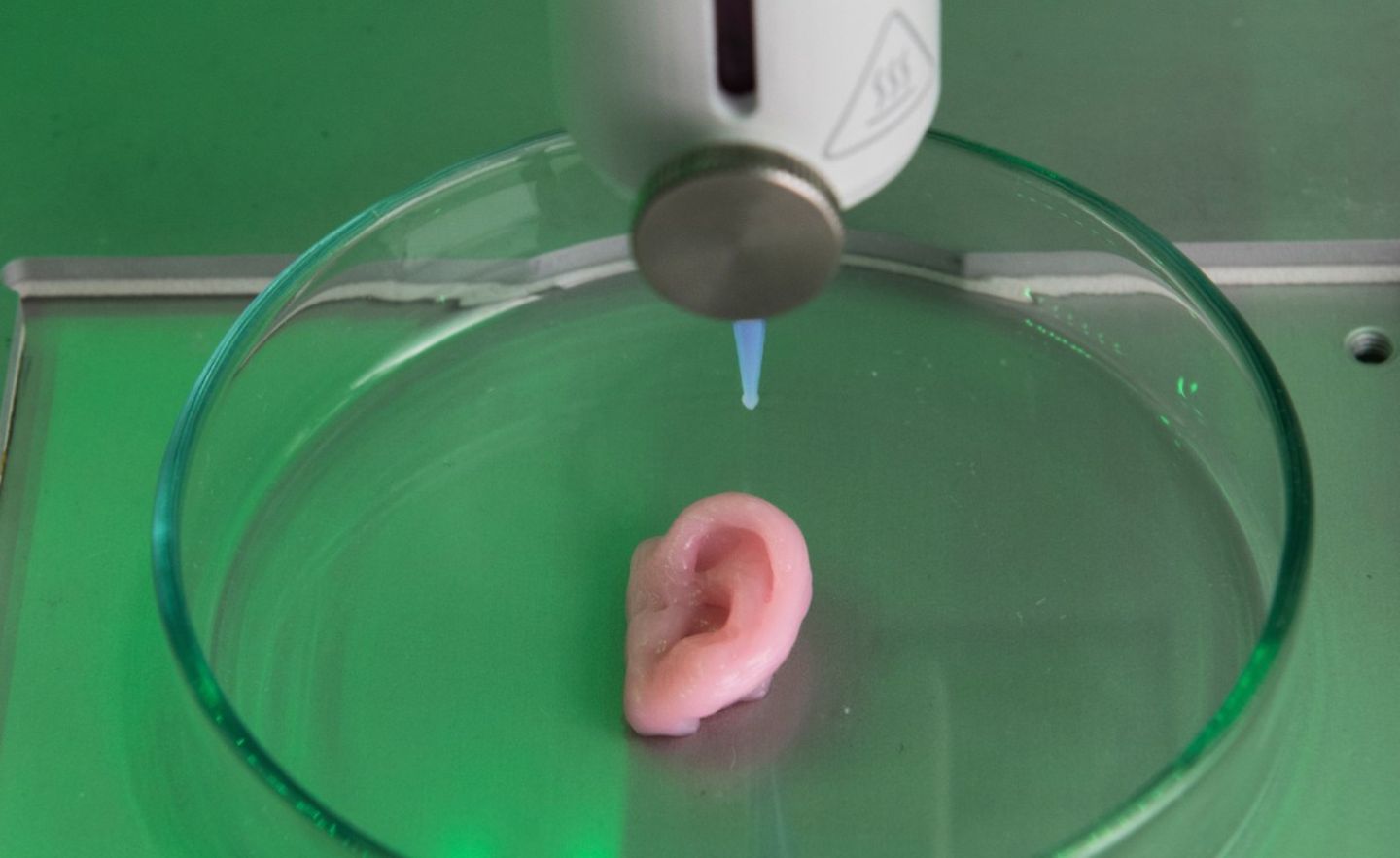 Schicht um Schicht hat der Drucker aus künstlichem Gewebe ein Ohr entstehen lassen