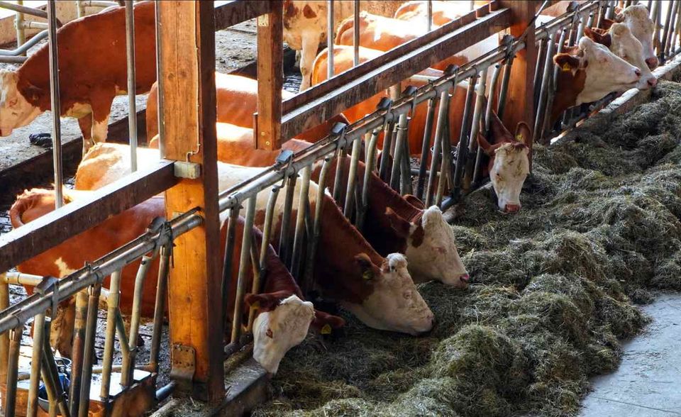 Die Landwirtschaft ist mit 63,6 Millionen Tonnen Treibhausgasemissionen nur auf Platz sechs. Rund die Hälfte entfiel auf das Methan in der Tierhaltung. Die niedrigeren Zahlen der gehaltenen Rinder und Schweine sowie der reduzierte Einsatz von Mineraldünger führten laut Umweltbundesamt zum Rückgang von 4,1 Prozent. Allerdings bezieht sich diese Bilanz nur auf den Kernbereich der Landwirtschaft. Landwirtschaftlicher Verkehr oder die zum Heizen von Ställen und Gewächshäusern benötigte Energie fällt nicht in diesen Bereich, wie es beim Umweltbundesamt auf Nachfrage hieß.