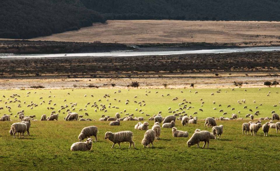 Neuseeland kam 2018 auf einen CO2-Ausstoß pro Kopf von 7,7 Tonnen. Das war weniger als Hälfte als in Australien (16,8 Tonnen). Allerdings verzeichnete das Land in allen ausgewiesenen Wirtschaftsbereichen (unter anderem Energiesektor und Gebäudewirtschaft) seit 1990 einen Anstieg. Deutschland konnte hingegen mit Ausnahme des Verkehrs überall Rückgänge verzeichnen.