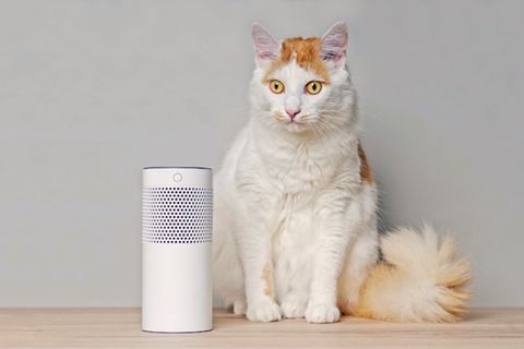 Können in Zukunft auch Katzen mit Sprachassistenten umgehen?