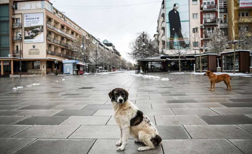 Im Kosovo gibt es während der Corona-Pandemie Ausgangsbeschränkungen. Auf dieser Einkaufsstraße in Pristina herrscht gähnende Leere. Die Stadt gehört nun ein paar streunenden Hunden.