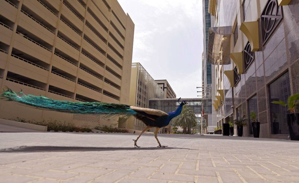 Auch in Dubai sind die Straßen menschenleer. Dafür läuft ein Pfau durch die Metropole der Vereinigten Arabischen Emirate.