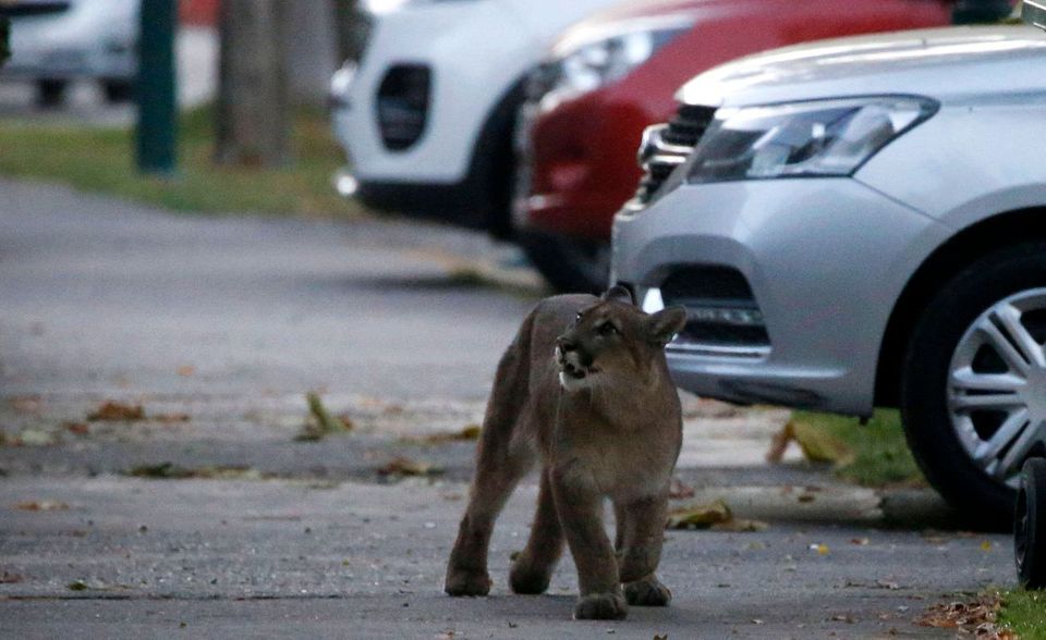Puma aus den nahen Bergen nach Santiago de Chile verschlagen. Die ungewohnte Ruhe in der chilenischen Hauptstadt könnte ihn zu diesem ungewöhnlichen Ausflug verleitet haben. Das Tier wurde betäubt und zurückgebracht.