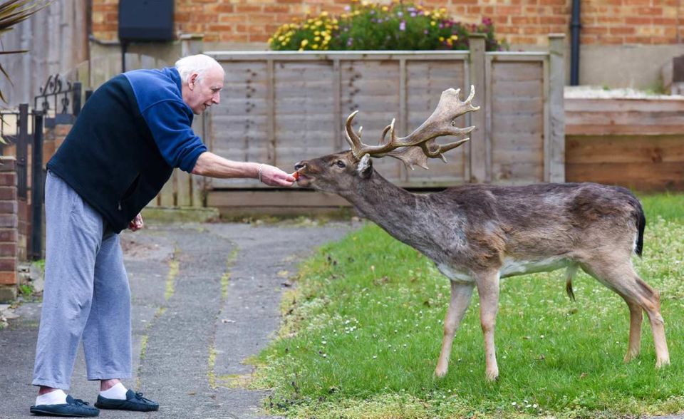 Das Rotwild aus einem Park in der Nähe von London ist an Menschen gewöhnt. Normalerweise besuchen allerdings die Menschen die Tiere. Doch während des Corona-Lockdowns ist alles anders: Das Wild erkundete die nahe gelegene Ortschaft und ließ sich füttern.