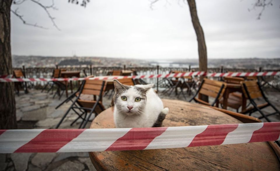 Auf dem Pierre Loti Hügel in Istanbul drängeln sich normalerweise Besucher und Touristen. Jetzt ist alles abgesperrt, die Cafés und Restaurants sind geschlossen. Nur eine Katze hält die Stellung.