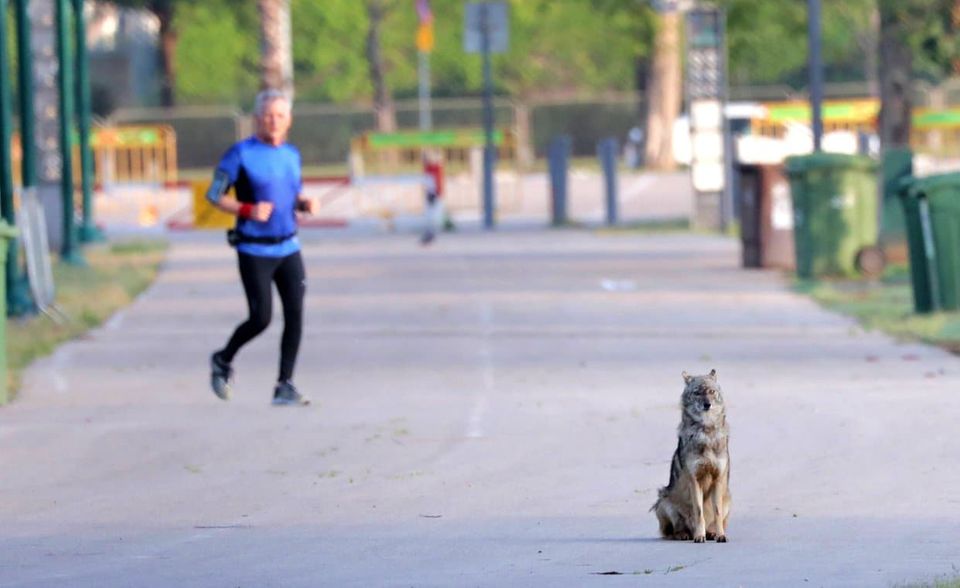In Tel Aviv tauchten Schakale in der Stadt auf. Sie ließen sich auch nicht von einem einsamen Jogger aus der Ruhe bringen.