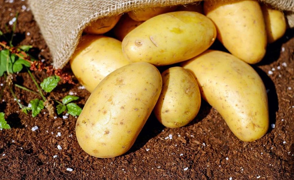 Die Kartoffelkeller der Bauern sind offenbar gut gefüllt. Das Statistische Bundesamt meldete einen Preissturz von minus 7,2 Prozent für Kartoffeln in allen Formen (frisch, gekühlt, verarbeitet). Für frische Kartoffeln betrug das Minus sogar 12,1 Prozent, wie der Agrarmarkt-Informationsdienst AMI mitteilte.