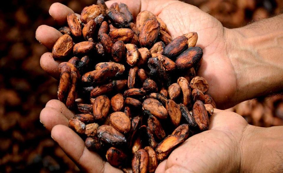Kaffee und Reis sind wegen Transport- und Exportbeschränkungen in der Corona-Krise teurer geworden. Beim Kakao fallen hingegen die Preise. Die Lieferanten verfügten noch über große Vorräte in Lagern und auf Schiffen, berichtete die „Lebensmittelzeitung“ Mitte April. Sollte die Pandemie anhalten, könnte jedoch im Herbst in den Herkunftsländern die Ernte gefährdet sein.