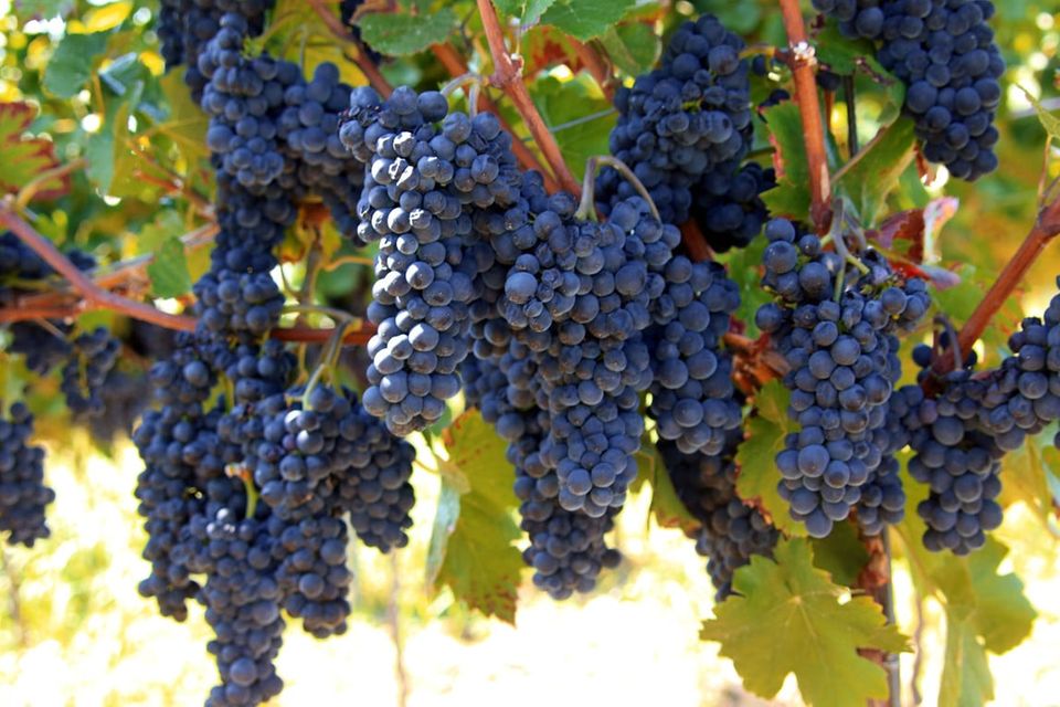 Wein