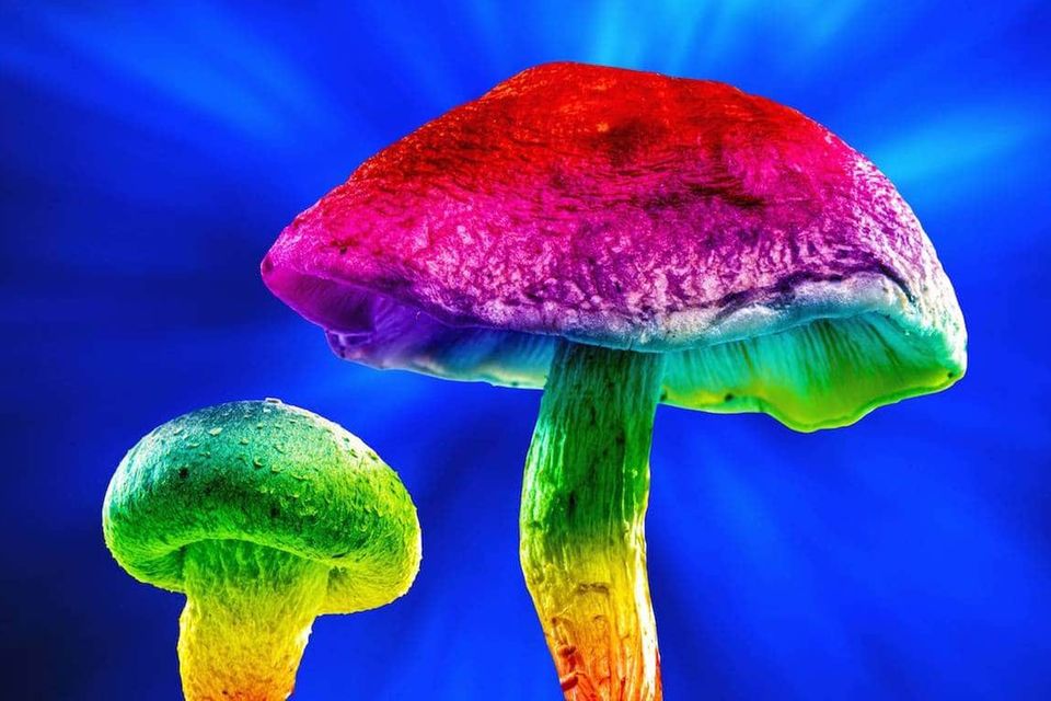Magic mushrooms Magic mushrooms, computer-enhanced composite image. *** Magic mushrooms Magic mushrooms, computer enhanc