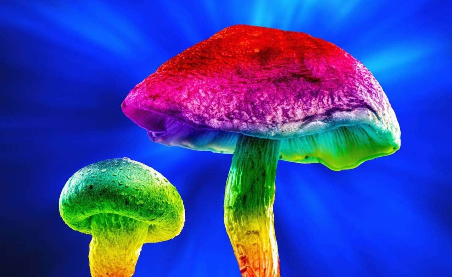 Magic mushrooms Magic mushrooms, computer-enhanced composite image. *** Magic mushrooms Magic mushrooms, computer enhanc