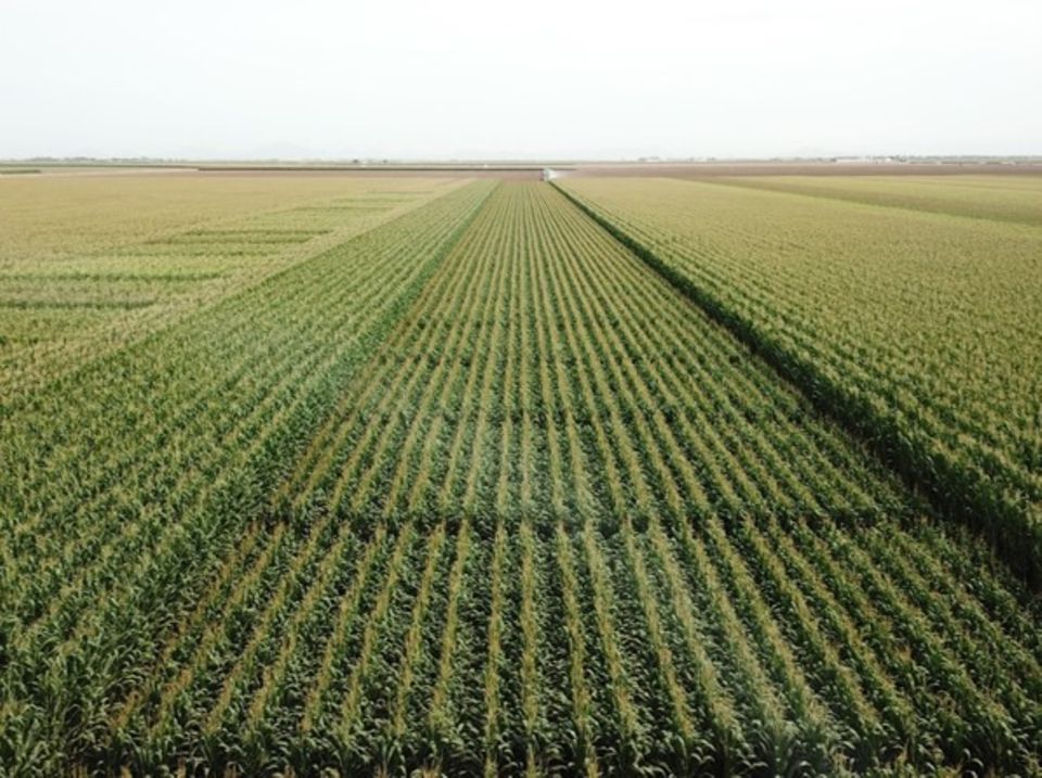 Ein Feld in Mexiko, es trägt eine Maissorte von Bayer, die resistenter ist, weniger Wasser braucht und tiefere Wurzeln hat.