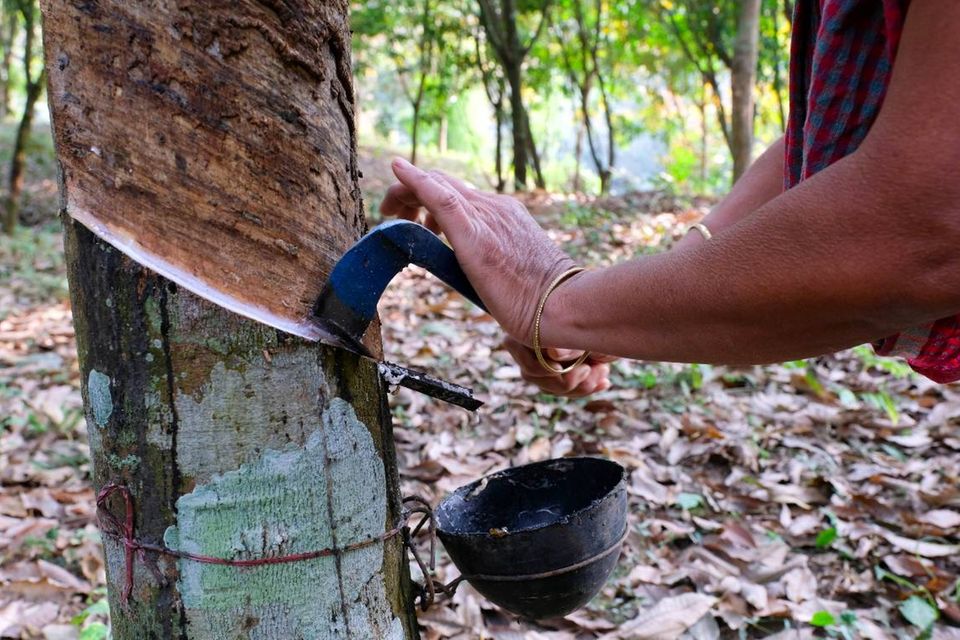 Eine Bäuerin erntet Latex, das Rohmaterial für Gummi, in einer Plantage in Nordost-Indien.