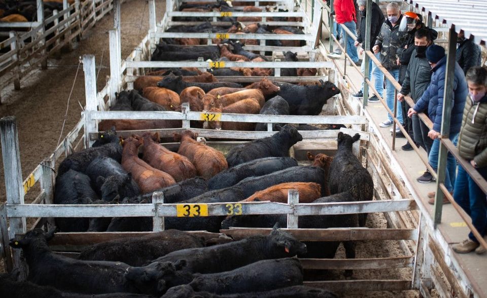 Mitte Mai hatte die Regierung von Präsident Alberto Fernández die Ausfuhr von Rindfleisch für einen Monat verboten, um den Anstieg beim Fleischpreis zu bremsen