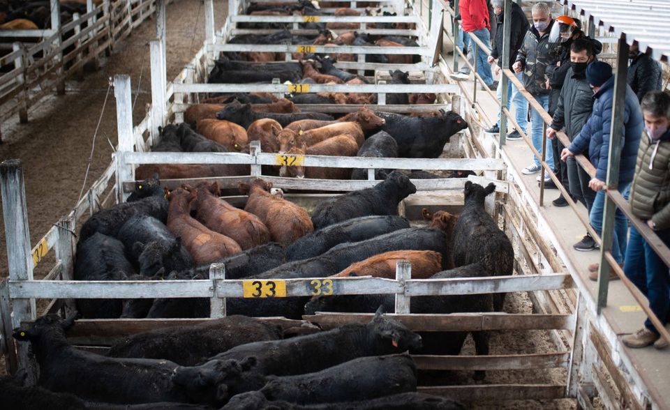 Rindfleisch Argentinien ist einer der größten Fleischproduzenten der Welt. Im Mai hatte die Regierung zeitweise die Ausfuhr von Rindfleisch verboten. Der heimische Verbraucherpreis war im Lauf des Jahres um etwa zwei Drittel in die Höhe geklettert. Im internationalen Terminwarenhandel erreichte der Preisanstieg auf Jahresbasis für lebende Rinder rund 20 Prozent. Nach heftigen Protesten von Rinderhändlern wurden die Exportbeschränkungen gelockert – zur Freude Chinas, das drei Viertel der Fleischerzeugnisse aus Argentinien abnimmt.