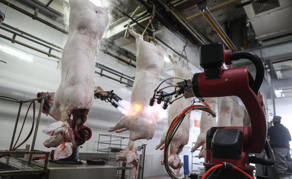 Es ist drei Jahre her, dass in China die Afrikanische Schweinepest ausbrach und den größten Schweinebestand der Welt zur Hälfte auslöschte. Seitdem hat China kräftig nachgerüstet. In 2021 gab es sogar eine heimische Angebotsschwemme, die Preise purzelten in den Keller – nach einem Hoch von 85 Prozent im Jahresvergleich im vergangenen Sommer. Auf dem Weltmarkt stiegen die Erzeugerpreise um drei Viertel binnen zwölf Monaten. Schweinefleisch bleibt im chinesischen Speiseplan die Hauptproteinquelle. Es wird damit gerechnet, dass die Maisimporte sich für den wachsenden Tierfutterbedarf 2021 verdreifachen werden.