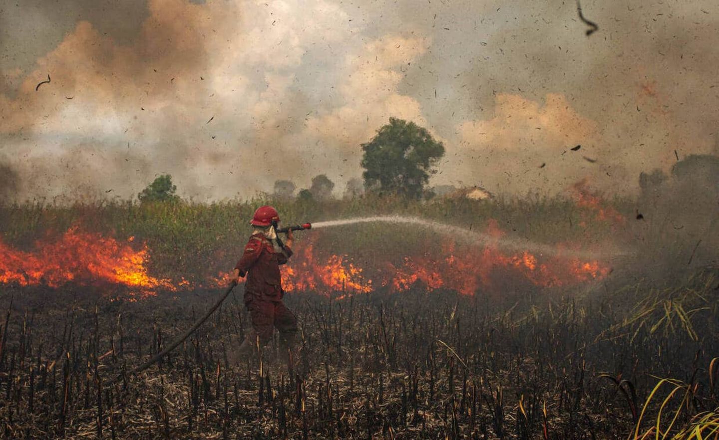 An diese Bilder werden wir uns gewöhnen müssen: Ein Feuerwehrmann bekämpft die Folgen einer Dürre in Indonesien.