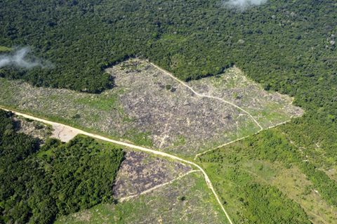 Entwaldung im Regenwald und der Savanne von Brasilien zugunsten von Landwirtschaft trägt erheblich zur Erderwärmung bei.