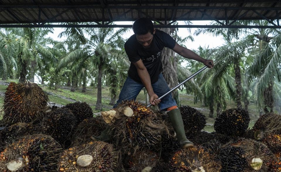 Indonesien hat die Entwaldung vier Jahre in Folge reduziert. Niedrige Rohstoffpreise für Ölfrüchte und die Umsetzung von Unternehmensverpflichtungen auf entwaldungsfreie Lieferketten für ihre Rohstoffe, haben zu diesem Trend beigetragen. Allerdings läuft in diesem Jahr ein dreijähriges Moratorium für die Genehmigung neuer Palmölplantagen aus. 2010 waren 94 Millionen Hektar Land bewaldet – 50 Prozent der Landesfläche. Von 2002 bis 2020 gingen knapp 10 Millionen Hektar an natürlichem Primärwald verloren, was aber nur ein Drittel des Gesamtverlustes ausmacht: Eine Entwaldung von fast 28 Millionen Hektar – um 17 Prozent des Baumbestands – setzte laut Global Forest Watch insgesamt Emissionen von 19 Gigatonnen CO2-Äquivalente frei. Weil mehr Treibhausgase in die Atmosphäre abgegeben wurden als gespeichert, wurde Indonesien zum Nettoemittenten.