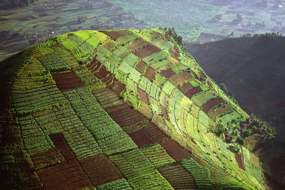 Die Dichte der Felder auf den Hügeln unweit des Virunga Nationalparks geben eine Ahnung davon, wie wichtig die Entwaldung im Kongobecken, dem zweitgrößten Regenwald der Erde nach dem Amazonas, für den Lebensunterhalt der Menschen ist. Aber auch der Raubbau zugunsten von Rohstoffen für den Export nimmt zu. Nach Brasilien verlor die DR Kongo 2018 die größte Fläche an Primärwald. Ginge der Verlust des Baumbestands so weiter, wäre bis 2100 der Primärwald Geschichte, warnten Forscher der Universität Maryland. 2010 zählte die DR Kongo knapp 200 Millionen Hektar Wald, 85 Prozent ihrer Fläche. Von 2002-2020 gingen 16 Millionen Hektar verloren, davon 5,3 Millionen Primärwald, etwa acht Prozent Rückgang – oder 9,7 Gigatonnen CO2-Äquivalente.